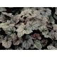 Tűzeső - Heuchera 'Silver Scrolls'