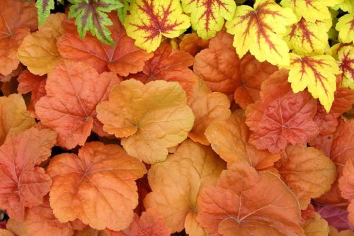 Tűzeső - Heuchera 'Southern Comfort'