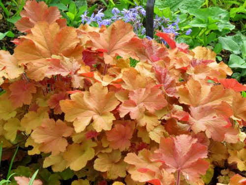 Tűzeső - Heuchera 'Caramel'®