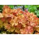 Tűzeső - Heuchera 'Caramel'®