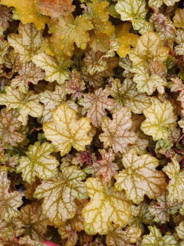 Tűzeső - Heuchera 'Ginger Ale'®