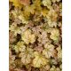 Tűzeső - Heuchera 'Ginger Ale'®