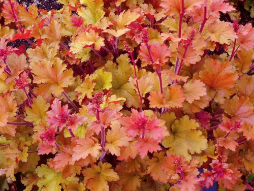 Tűzeső - Heuchera 'Marmalade'