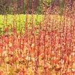 Tűzeső - Heuchera 'Marmalade'