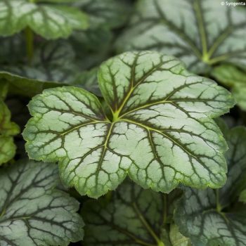   Tűzgyöngyvirág - Heuchera marvelous 'Marble Silver'