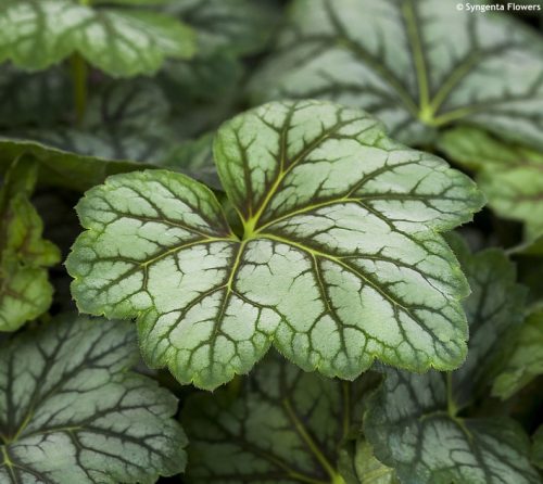 Tűzgyöngyvirág - Heuchera marvelous 'Marble Silver'