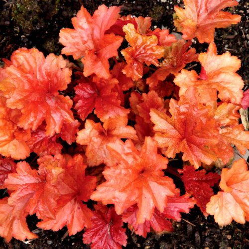 Tűzgyöngyvirág - Heuchera 'Paprika ®'