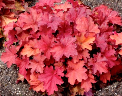 Tűzeső "Rio" - Heuchera 'Rio ®'