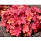 Tűzeső "Rio" - Heuchera 'Rio ®'