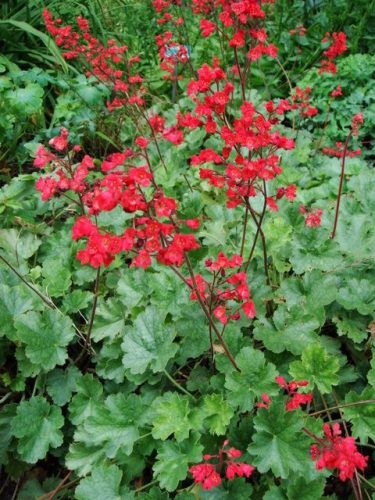 Vérvörös tűzeső - Heuchera sanguinea 'Coral Forest'