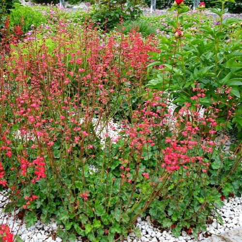 Vérvörös tűzeső - Heuchera sanguinea 'Coral Forest'