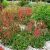 Vérvörös tűzeső - Heuchera sanguinea 'Coral Forest'