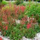 Vérvörös tűzeső - Heuchera sanguinea 'Coral Forest'