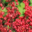 Vérvörös tűzeső - Heuchera sanguinea 'Coral Forest'