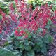 Tűzgyöngyvirág - Heuchera sanguinea 'Ruby Bells'