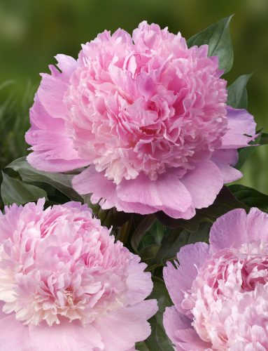 Illatos bazsarózsa - Paeonia lactiflora 'Angel Cheeks'