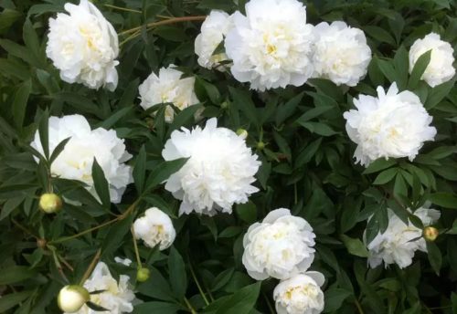 Lágyszárú bazsarózsa - Paeonia lactiflora 'Duchesse de Nemours'