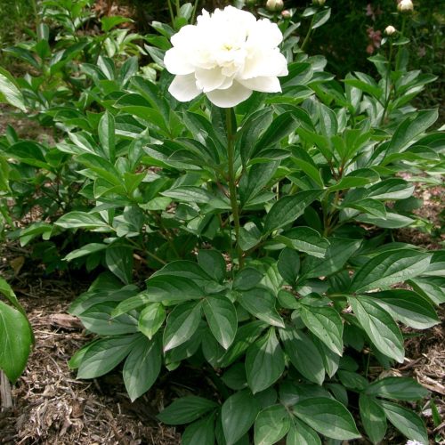 Lágyszárú bazsarózsa - Paeonia lactiflora 'Duchesse de Nemours'