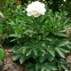 Lágyszárú bazsarózsa - Paeonia lactiflora 'Duchesse de Nemours'
