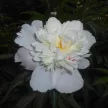 Lágyszárú bazsarózsa - Paeonia lactiflora 'Duchesse de Nemours'