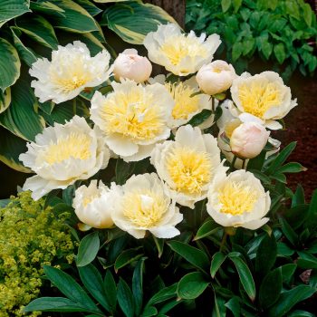 Lágyszárú bazsarózsa - Paeonia lactiflora 