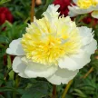 Lágyszárú bazsarózsa - Paeonia lactiflora 