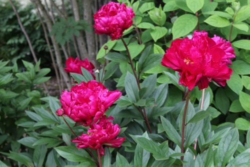 Illatos bazsarózsa - Paeonia lactiflora 'Karl Rosenfield'