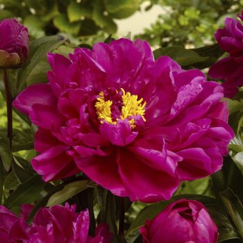   Illatos bazsarózsa - Paeonia lactiflora 'Karl Rosenfield'