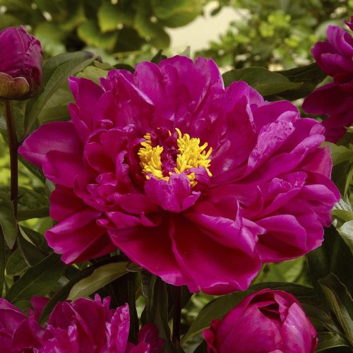 Illatos bazsarózsa - Paeonia lactiflora 'Karl Rosenfield'