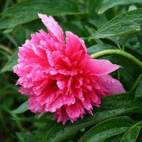 Kerti bazsarózsa - Paeonia lactiflora 'Rosea'