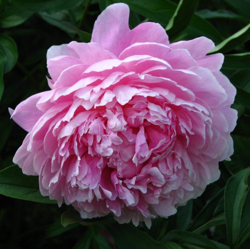 Illatos bazsarózsa - Paeonia lactiflora 'Sarah Bernhardt'