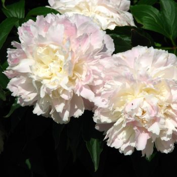   Lágyszárú bazsarózsa - Paeonia lactiflora 'Shirley Temple'