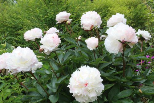 Lágyszárú bazsarózsa - Paeonia lactiflora 'Shirley Temple'